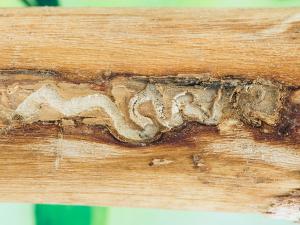 Agrile du frêne (Agrilus planipennis)