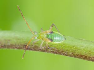 Capside de la luzerne (Adelphocoris lineolatus)