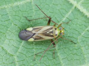 Capside de la luzerne (Adelphocoris lineolatus)