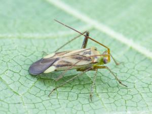 Capside de la luzerne (Adelphocoris lineolatus)