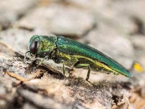 Agrile du frêne (Agrilus planipennis)