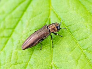 Agrile des gadelliers (Agrilus ribesi)