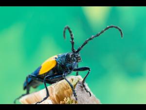 Desmocère à manteau (Desmocerus palliatus)
