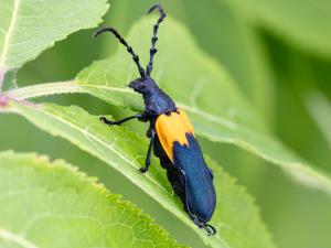 Desmocère à manteau (Desmocerus palliatus)