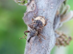 Charançon du noyer (Conotrachelus juglandis)