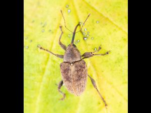 Charançon des noisetiers (Curculio obtusus)