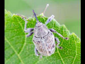 Charançon des noisetiers (Curculio obtusus)