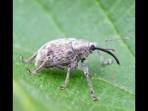 Charançon des noisetiers (Curculio obtusus)