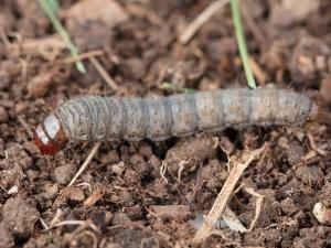 Ver-gris vitreux (Apamea devastator)