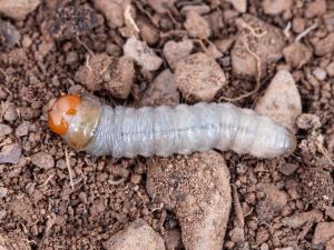 Ver-gris vitreux (Apamea devastator)