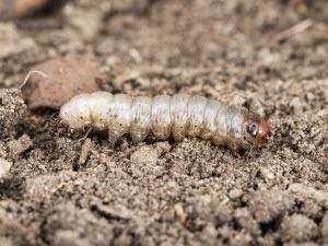 Ver-gris vitreux (Apamea devastator)