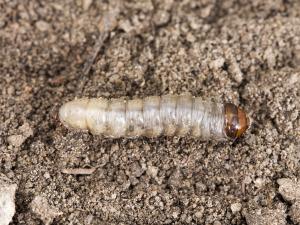 Ver-gris vitreux (Apamea devastator)