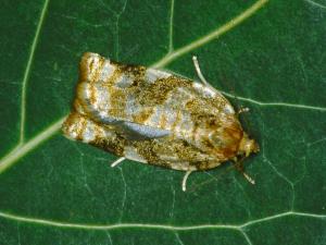 Tordeuse du pommier (Archips argyrospila)