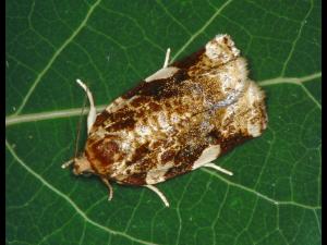 Tordeuse du pommier (Archips argyrospila)