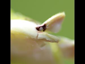Charançon des noisetiers (Curculio obtusus)