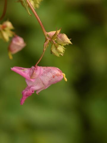 Impatiente glanduleuse (Impatiens glandulifera)_32