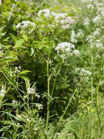 Anthrisque des bois(Anthriscus sylvestris)_2