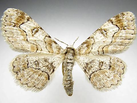 Arpenteuse à taches (Iridopsis ephyraria)