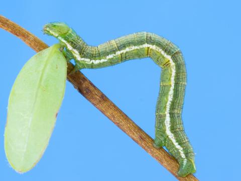 Arpenteuse verte (Speranza sulphurea)_2