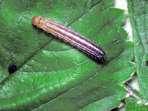 Noctuelle du fraisier (Amphipoea interoceanica)_2