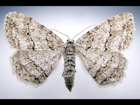 Arpenteuse bossue de la pruche (Ectropis crepuscularia)