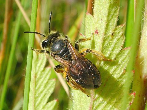 Andrénidés (Andrenidae)