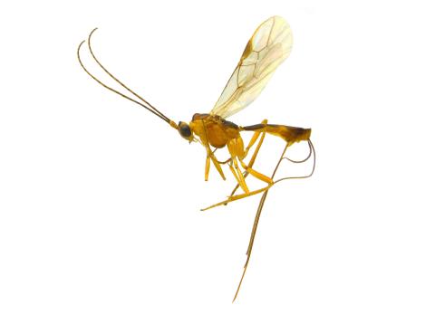 Braconidés (Braconidae)