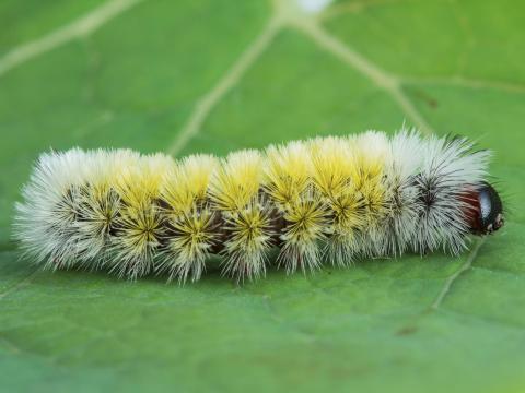 Cténuche de Virginie (Ctenucha virginica)_1