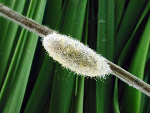 Cténuche de Virginie (Ctenucha virginica)_2