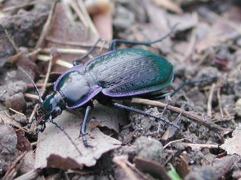Carabus serratus_2