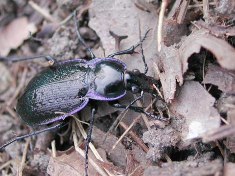 Carabus serratus_3