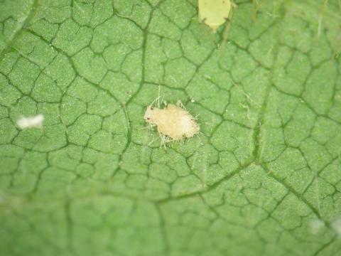 Puceron du soya (Aphis glycines)_4