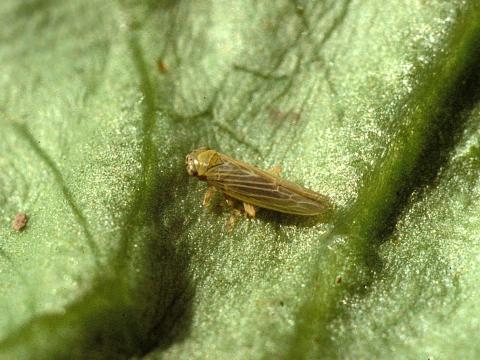 Cicadelle de l'aster (Macrosteles quadrilineatus)_1