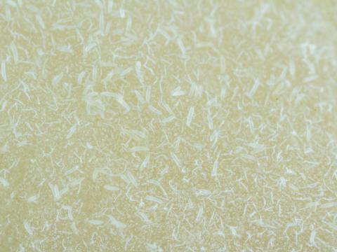 Phytopte de la tulipe (Aceria tulipae)_2