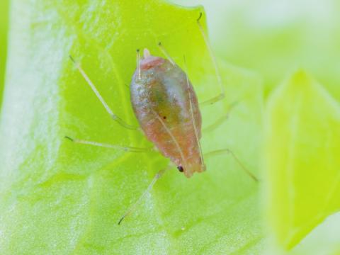 Puceron vert du pêcher (Myzus persicae)_7