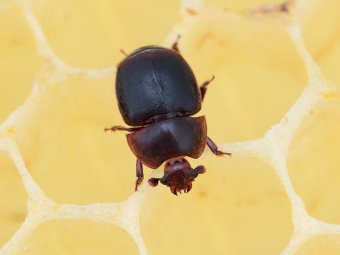 Petit coléoptère de la ruche (Aethina tumida)