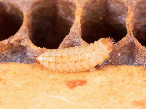 Petit coléoptère de la ruche (Aethina tumida)