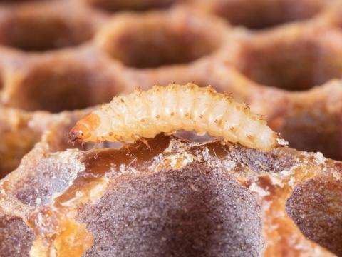 Petit coléoptère de la ruche (Aethina tumida)