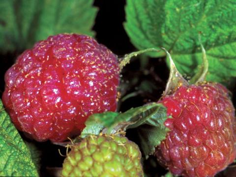 Tétranyque de McDaniel (Tetranychus mcdanieli)