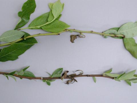 Bleuet en corymbe - Pourriture sclérotique (Monilinia vaccinii-corymbosi)