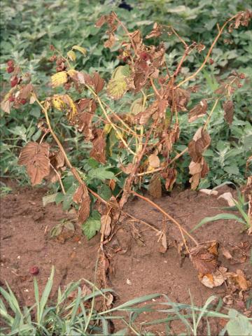 Framboise - Pourriture des racines (Phytophthora rubi)