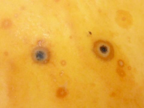 Courges - Anthracnose (Colletotrichum orbiculare)