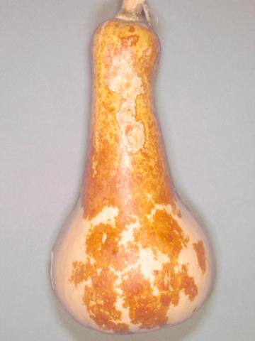Courges - Chancre gommeux (Stagonosporopsis cucurbitacearum)
