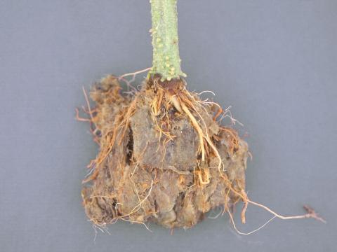 Tomate - Pourriture des racines (Pythium aphanidermatum)