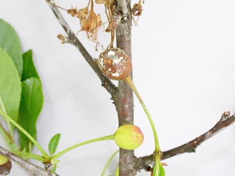 Cerise - Pourriture brune (Monilinia fructicola)