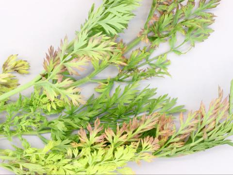 Carotte - Phytoplasme de la jaunisse de l'aster