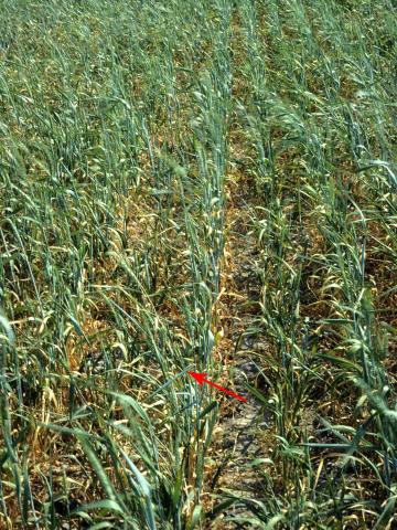 Blé - Manque d'eau et sécheresse_1