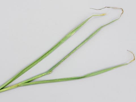 Ail - Tache bactérienne (Pseudomonas syringae)_1