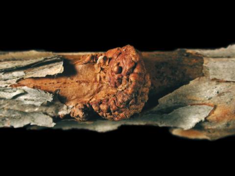 Bleuet en corymbe - Tumeur du collet (Agrobacterium tumefaciens)_2