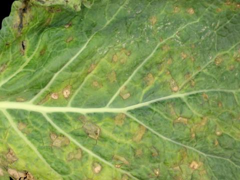 Chou frisé - Nervation noire (Xanthomonas campestris pv. campestris)